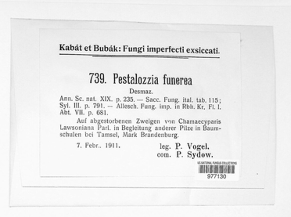 Pestalotiopsis funerea image